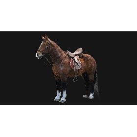 Saddled Horse